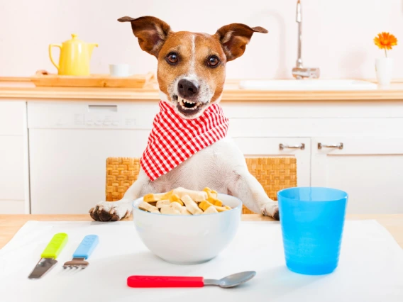 A dog sitting on table with breakfast