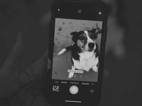 Grayscale iPhone screen with dog photo