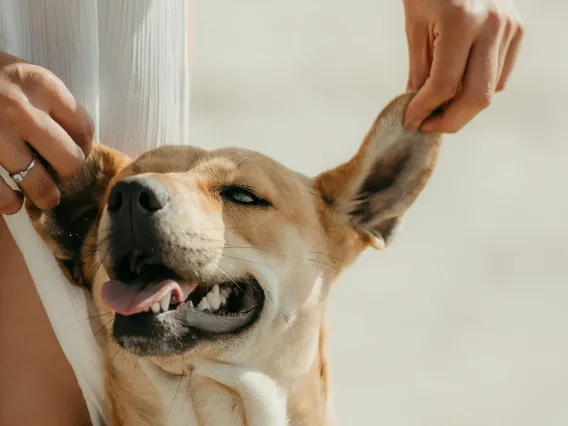 hands holding up dog ears