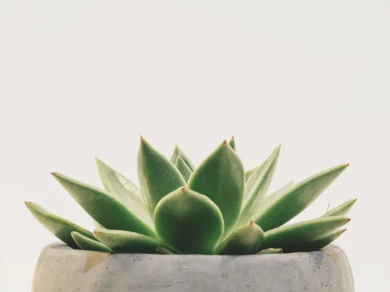 Close up of a succulent